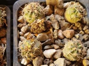 20250618_162009_8515 Lobivia haematantha v chorrillosensis (1)