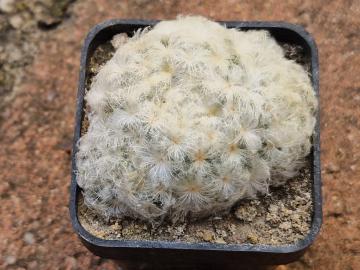 Mammillaria plumosa
