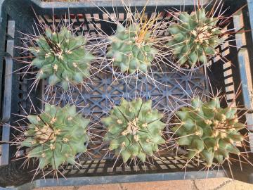 Thelocactus mix (1)