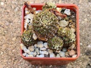 Sulcorebutia sp 1 (1)
