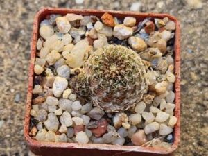 Mediolobivia einsteinii