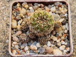 Sulcorebutia canigueralii v zavaletae