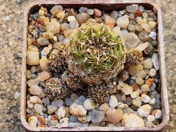 Sulcorebutia canigueralii v zavaletae