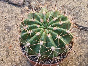 Lobivia rosarioana/Soehrensia/