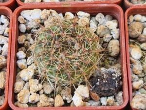 20250622_152255_8559 Notocactus concinnus