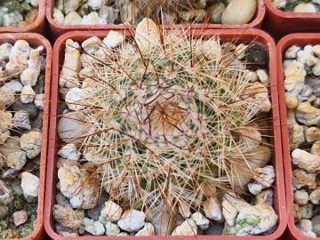 Notocactus tabularis v setispinus