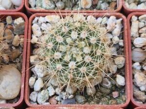 20250622_152845_8561 Notocactus concinnus (3)