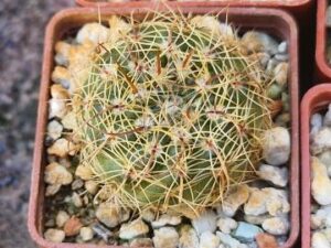 20250622_153535_8563 Notocactus concinnus (4)