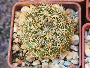 Notocactus concinnus (4)