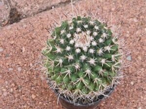 Mammillaria sp 7