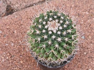 Mammillaria sp 8