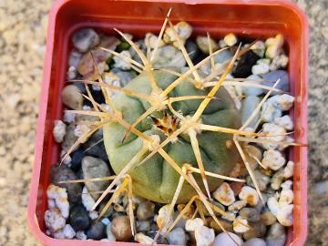 Gymnocalycium sp 2