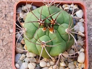 Gymnocalycium pflanzii ssp dorisiae
