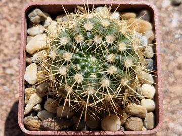 Notocactus concinnus (2)