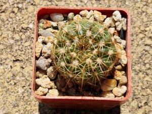 20250629_144219_8599 Notocactus concinnus (5)