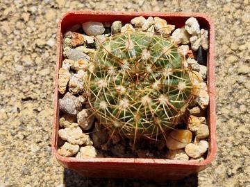 Notocactus concinnus (5)
