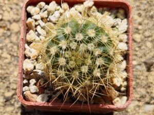 20250629_144548_8600 Notocactus concinnus v fimbriatiflorum