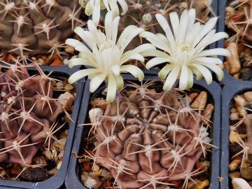 Gymnocalycium megatae