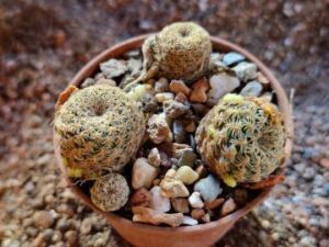 Sulcorebutia langeri