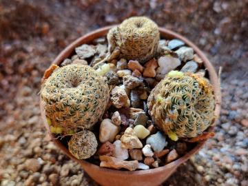 Sulcorebutia langeri