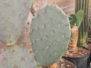 20250702_165641_8625 Opuntia sp 1