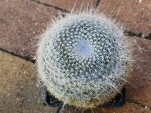 Mammillaria hahniana v woodsii