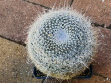 Mammillaria hahniana v woodsii