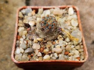 Mediolobivia pygmaea (1)