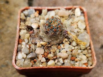 Mediolobivia pygmaea (1)