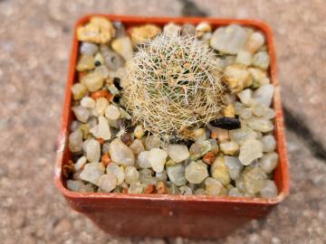 Mediolobivia friedrichiana