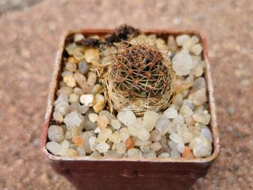 Mediolobivia haagei v eos