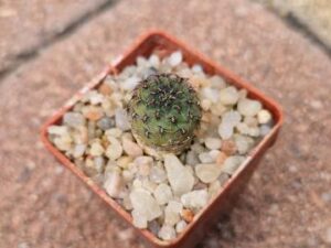 Mediolobivia einsteinii (1)