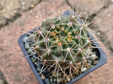 Gymnocalycium sp 4