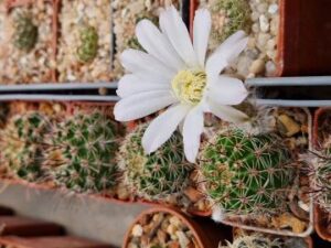 Lobivia aurea v albiflora