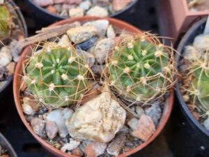 20250719_110350_8704 Lobivia maximiliana v westii