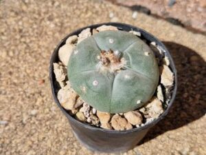Lophophora williamsii (1)