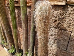 Oreocereus trollii (1)