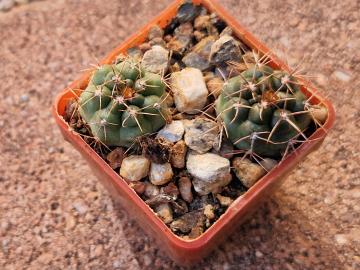 Gymnocalycium neohuberii