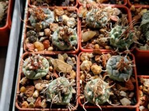 20250812_092935_8779 Turbinicarpus mix