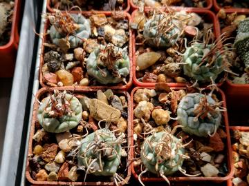 Turbinicarpus mix