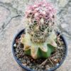 Thelocactus bicolor