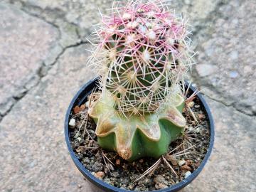 Thelocactus bicolor