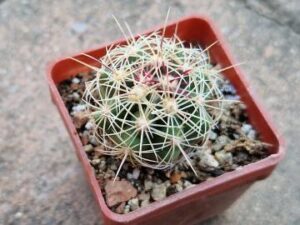 Thelocactus bicolor (1)