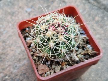 Thelocactus bicolor (1)