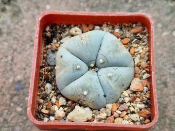 Lophophora williamsii