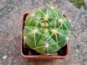 Gymnocalycium sp 5