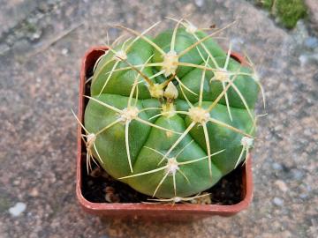 Gymnocalycium sp 5