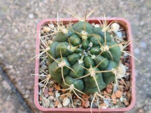 Gymnocalycium sp 9