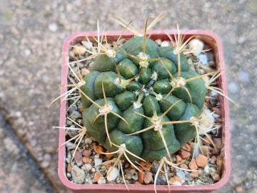Gymnocalycium sp 9
