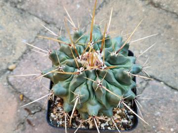 Thelocactus nidulans (1)